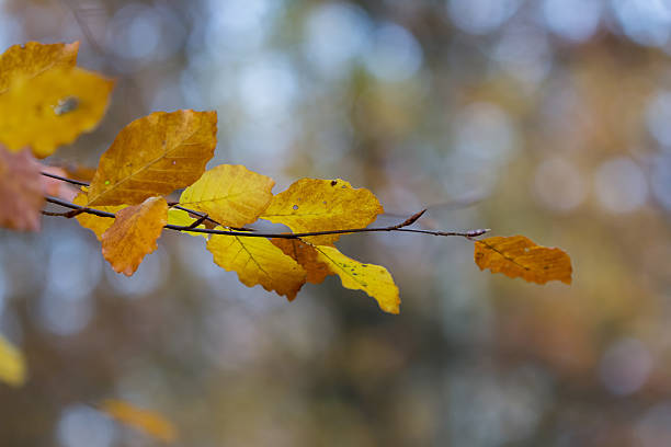 istock Branch with yellow leaves in autumn 526550089