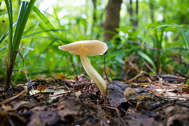 mushroom toadstool stock photo