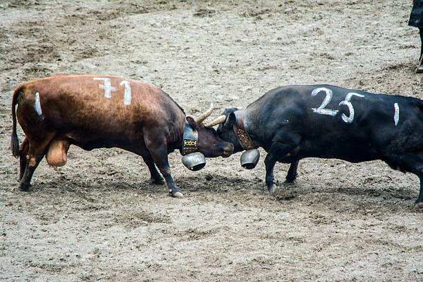 Swiss tradition opposing two cows of the herens breed to determine the queen of the alpine pastures