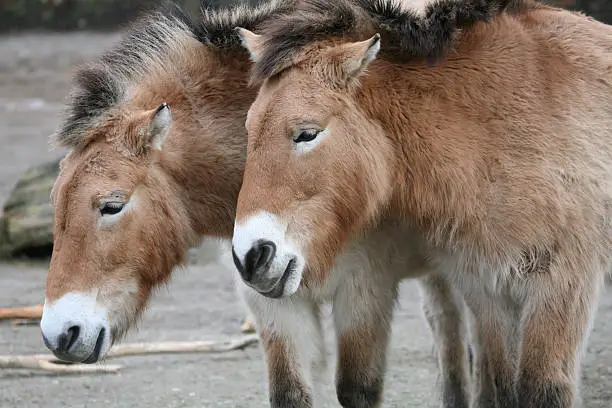 Two Przewalski's horses (Equus ferus przewalskii).