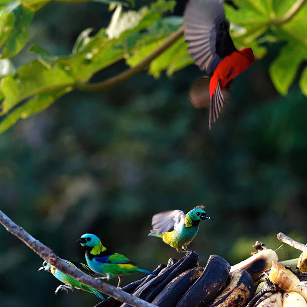A Brazilian tanager flies away, while several Green-headed tanagers feed on bananas. The Brazilian tanager (Ramphocelus bresilius) is a species of bird in the Thraupidae family. It is endemic to Brazil, occurring in the coastal region from Paraíba and southwards to Santa Catarina. Its natural habitats are mostly Atlantic coast restingas, including also subtropical or tropical moist lowland forests, subtropical or tropical dry shrub-land, and heavily degraded former forest.