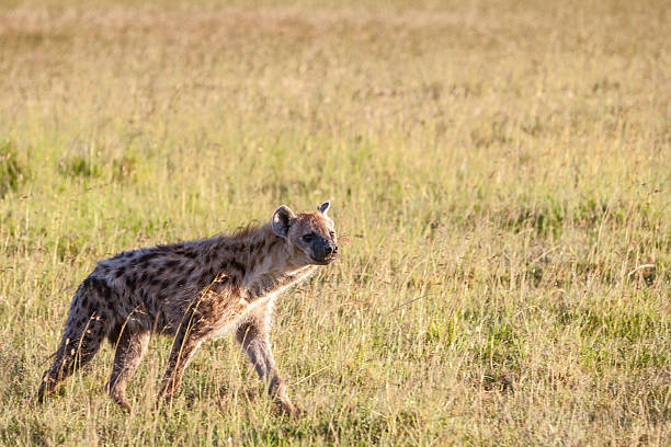 hiena wędrówki plains kenii - africa south africa african culture plain zdjęcia i obrazy z banku zdjęć