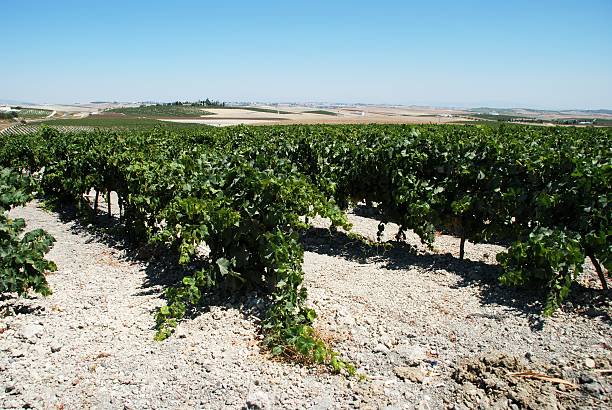 Spanish vineyard, Jerez de la Frontera. Rows of grapevines in a vineyard near Jerez de la Frontera, Cadiz Province, Andalusia, Spain, Western Europe. jerez de la frontera stock pictures, royalty-free photos & images