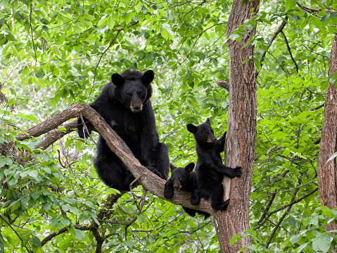 Madre y dos Bear Cubs en un árbol photo