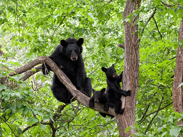 Black bear with two adorable cubs in a tree.