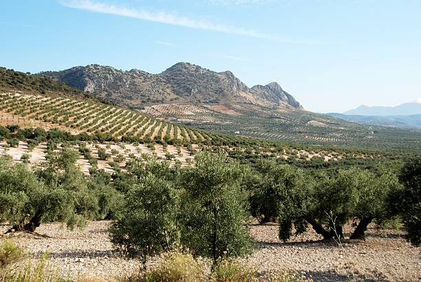 Olive trees in Valdeciervos. Pinto. Madrid.