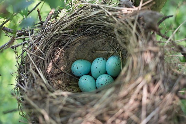 istock Bird's nest in its natural habitat 526554696