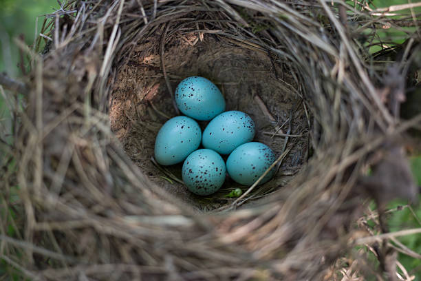 istock Bird's nest in its natural habitat 526554762