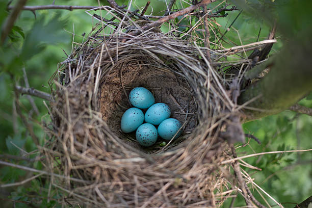 istock Bird's nest in its natural habitat 526554838