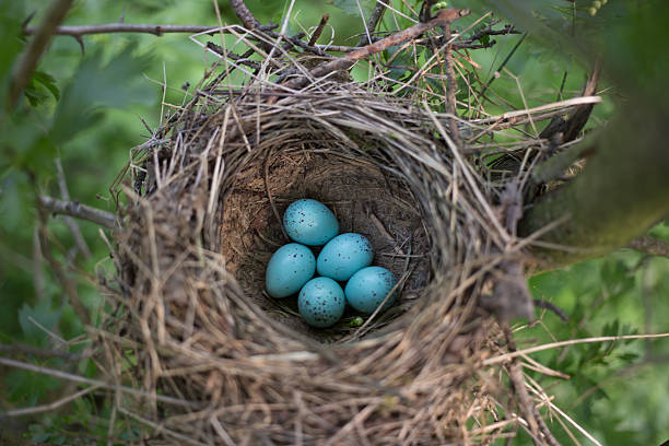 istock Bird's nest in its natural habitat 526554918