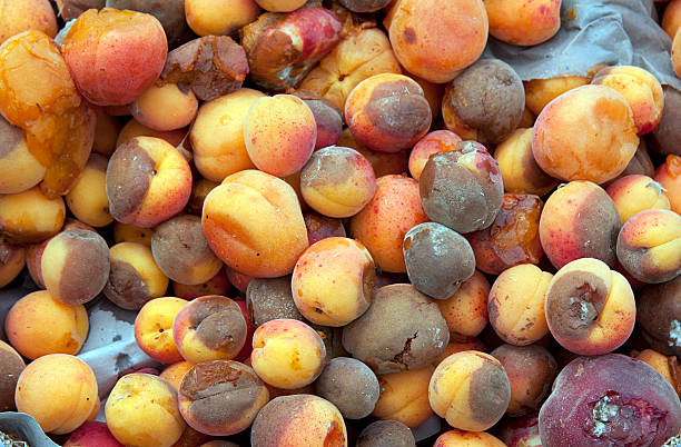 Rotten fruit A background of discarded rotten fruit left for waste after a market. Peaches and apricots. bruised fruit stock pictures, royalty-free photos & images