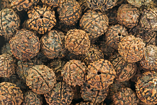 Closeup texture of Rudraksha scared seeds used as prayer beads stock photo