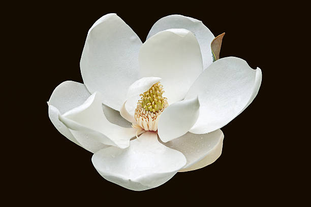 istock Southern magnolia flower 526557022