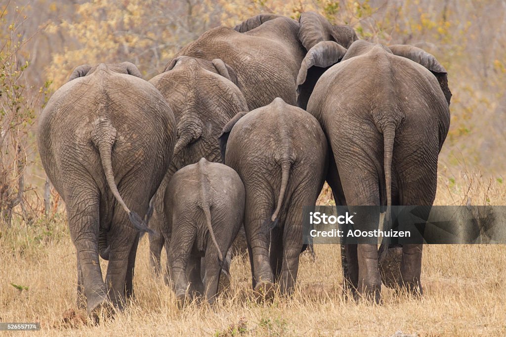 Breeding herd of elephant walking away int the trees Breeding herd of rear end elephant walking away int the trees Elephant Stock Photo