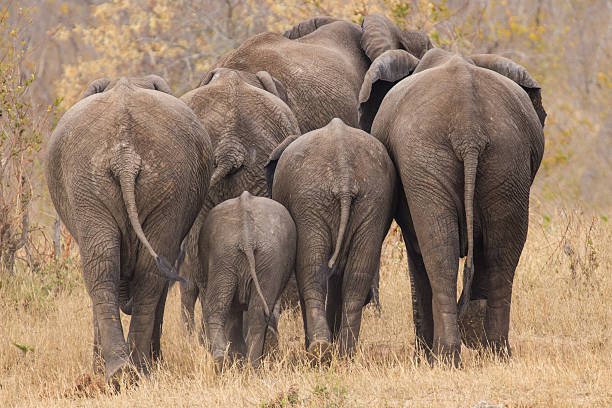 Breeding herd of elephant walking away int the trees stock photo