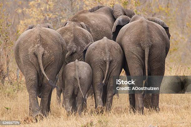 Breeding Herd Of Elephant Walking Away Int The Trees Stock Photo - Download Image Now