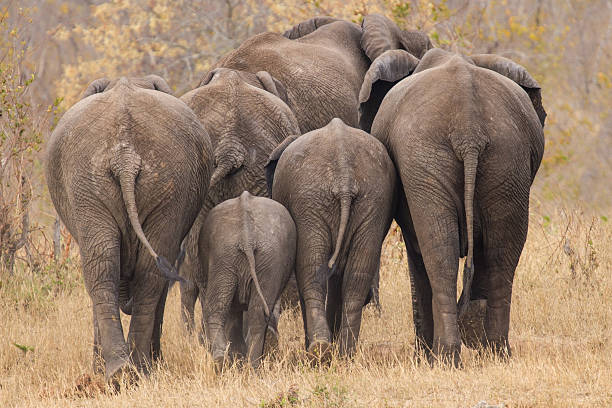 Breeding herd of elephant walking away int the trees - fotografia de stock