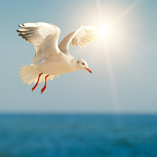 istock seagull in flight against the blue sky 526557198