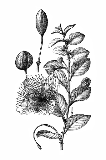 Common caper or Capparis spinosa vintage engraving. Old engraved illustration of caper plant and flower.