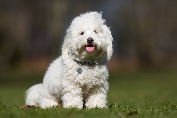 Cotton from Tulear dog outdoors in nature A purebred Coton de Tulear dog without leash outdoors in the nature on a sunny day. coton de tulear stock pictures, royalty-free photos & images