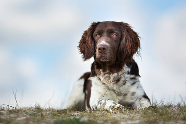 A purebred Kleiner Munsterlander dog without leash outdoors in the nature on a sunny day.