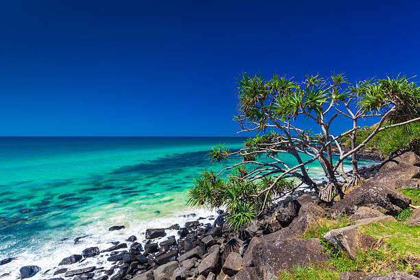 istock Beach with rocks and a tree in Burleigh Heads, Australia 526558020