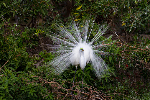 Great Egret displays its dramatic breeding plumage