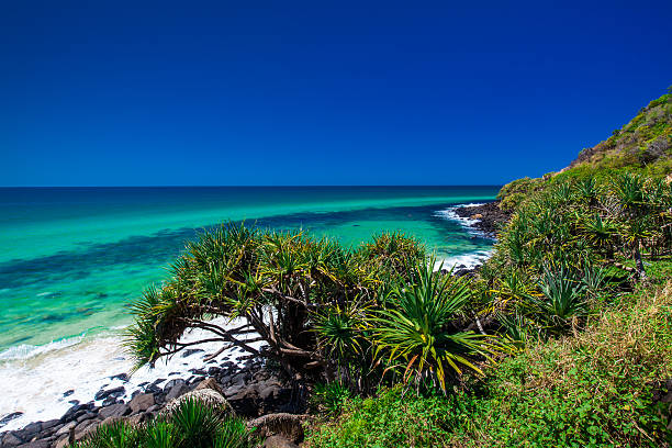 istock Beach with trees in Burleigh Heads National Park, Gold Coas 526558148