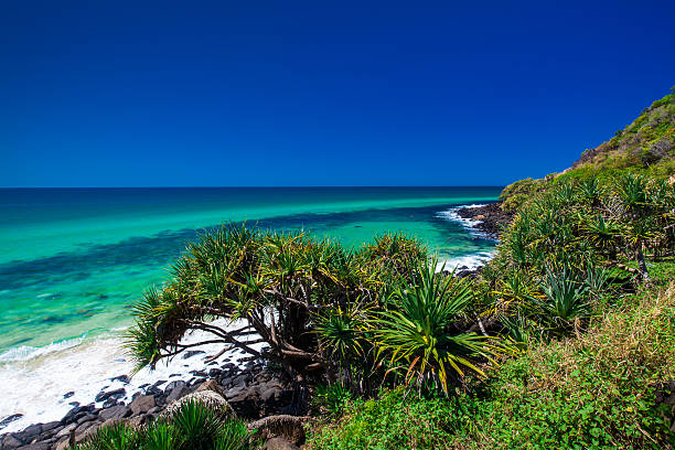 Beach with trees in Burleigh Heads National Park, Gold Coas Beach view with a tree in Burleigh Heads National Park, Gold Coast, Australia queensland photos stock pictures, royalty-free photos & images