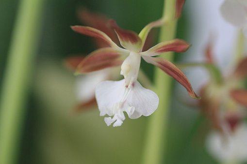Calanthe discolor is a species of orchid. It is native to Japan.