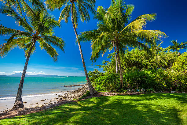 Rex Smeal Park in Port Douglas, palm trees and beach Rex Smeal Park in Port Douglas with tropical palm trees and beach, Australia cairns australia photos stock pictures, royalty-free photos & images