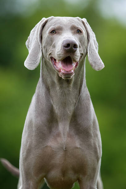 istock Purebred Weimaraner dog outdoors in nature 526558612