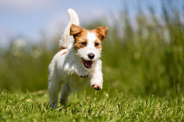 istock Jack Russell Terrier dog outdoors on grass 526558840