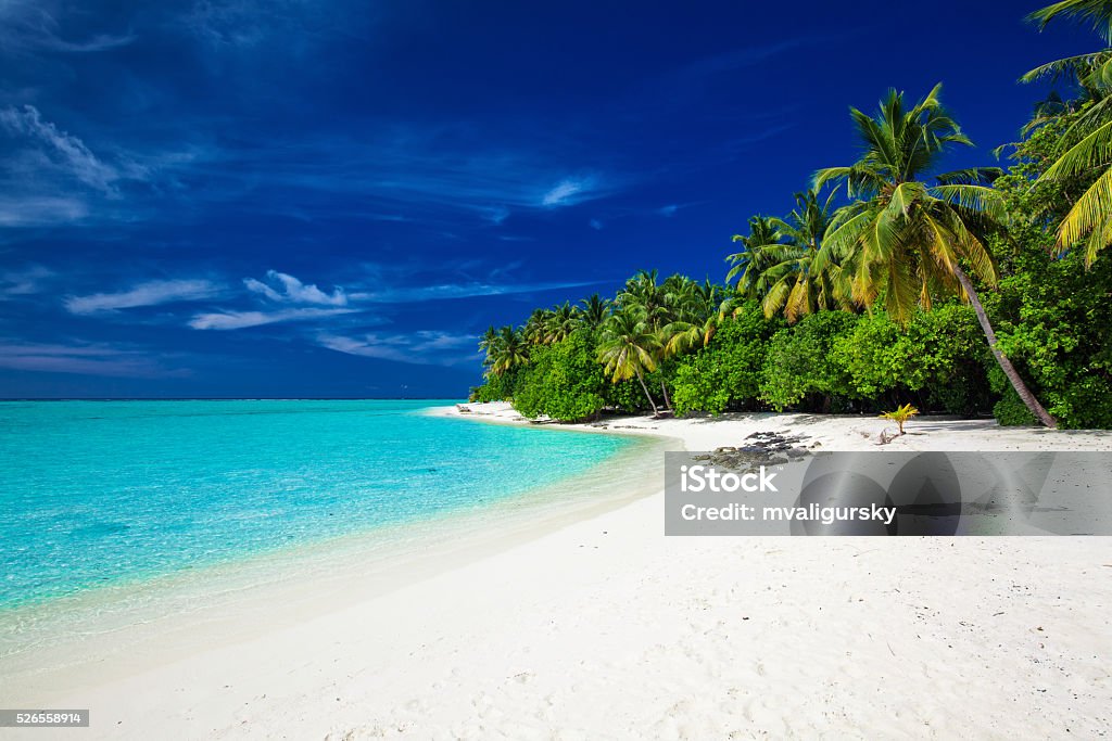 Strand auf einer tropischen Insel mit Palmen - Lizenzfrei Insel Tahiti Stock-Foto