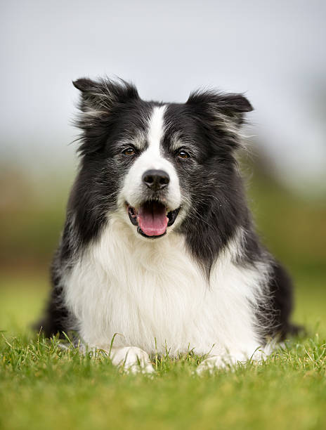 istock Happy and smiling Border Collie  dog 526558928