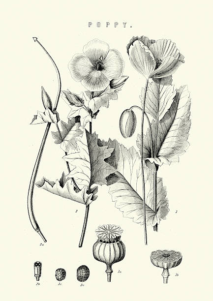 Papaver Somniferum The Opium Poppy Stock Illustration - Download