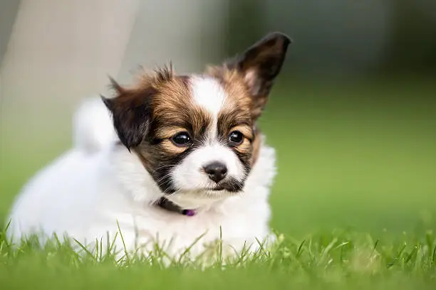 Young purebred brown and white papillon continental toy spaniel dog puppy outdoors on grass on a sunny summer day.
