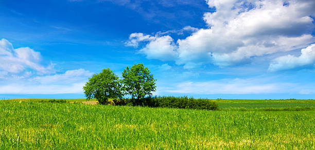 istock Lake and green trees on sky background. 526559420