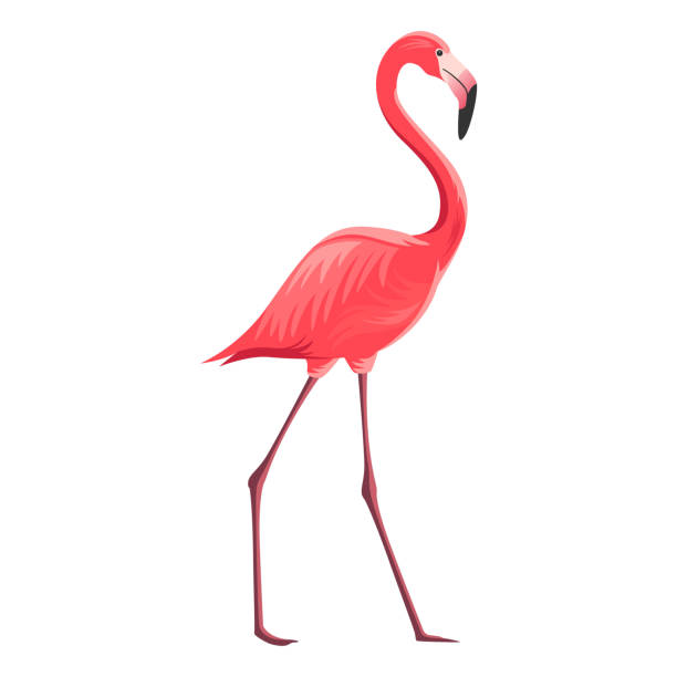 illustrazioni stock, clip art, cartoni animati e icone di tendenza di vettoriale flamingo - freshwater bird animals in the wild feather animal leg