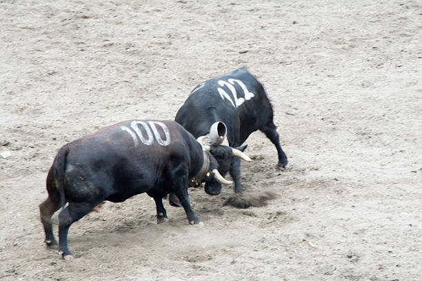 Swiss tradition opposing two cows of the herens breed to determine the queen of the alpine pastures.