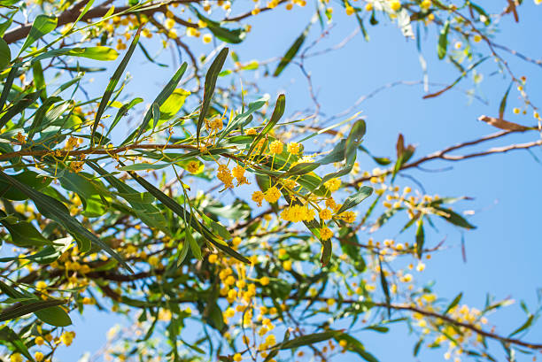 istock Blooming mimosa tree branch over blue sky 526561072