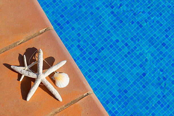 istock seashells and starfish near pool 526561478