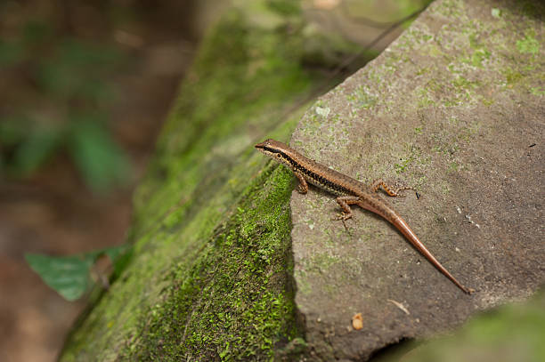 istock skink or scincoid lizard,Thailand 526561782
