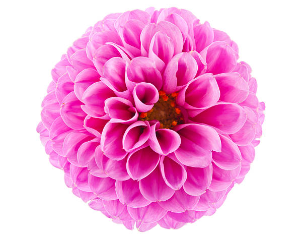 istock pink of a dahlia isolated 526561804