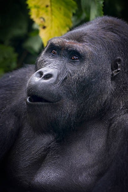 istock Portrait of a Silverback Gorilla, wildlife shot, Congo 526562430