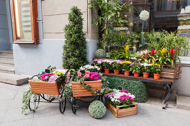 Potted flowers on showcase near the flower shop. Spring sale Potted flowers on showcase near the flower shop. Spring sale of hydrangeas, cyclamen, chrysanthemums. Moscow, Russia. humphrey bogart stock pictures, royalty-free photos & images