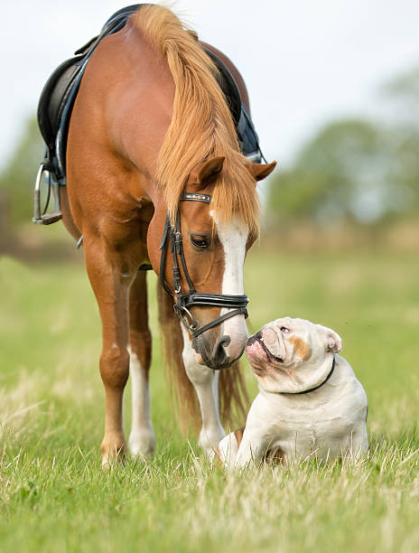 Horse and dog Dog and horse having a great time outdoors on grass during summer time. hoofed mammal stock pictures, royalty-free photos & images