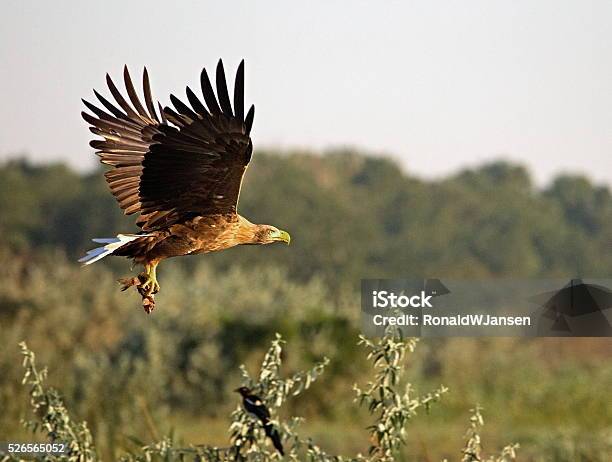 Flying Eagle Stock Photo - Download Image Now - Animal Wildlife, Animals In The Wild, Bird of Prey