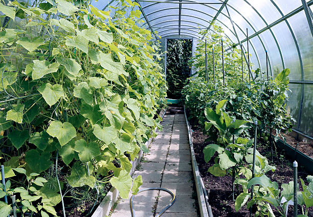 Cucumber plants in a greenhouse made of transparent polycarbonate