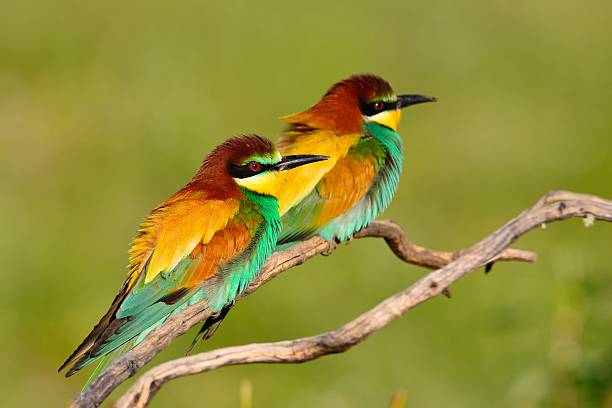 istock Pair of european bee-eater (Merops apiaster). 526566104